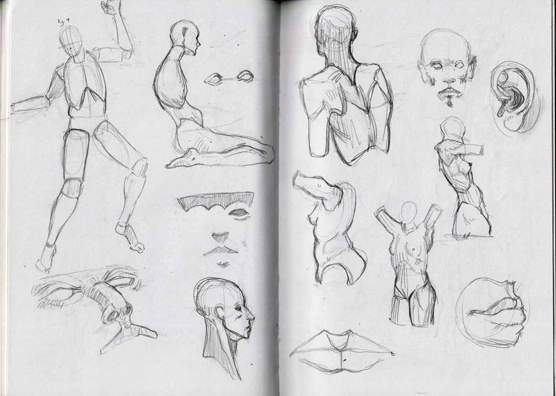 anatomy_study_01