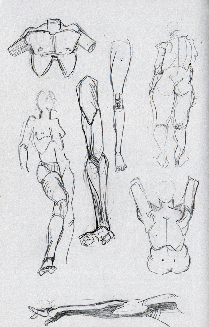 anatomy_study_03