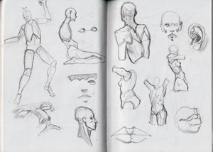 anatomy_study_01