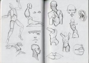 Anatomy Study #1