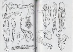 Anatomy Study #2