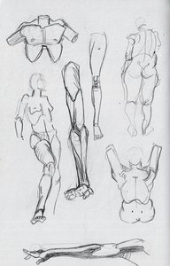 Anatomy Study #3