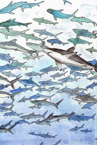 Sharks